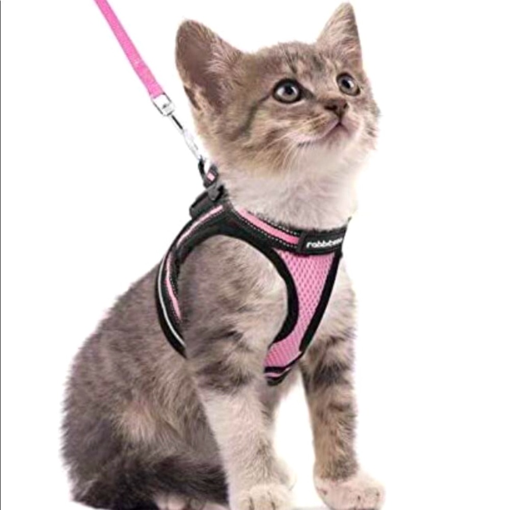 Cat Harness